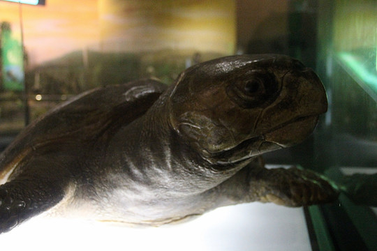 陕西自然博物馆 蜥蜴标本