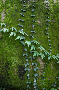 青苔 岩石 爬山虎