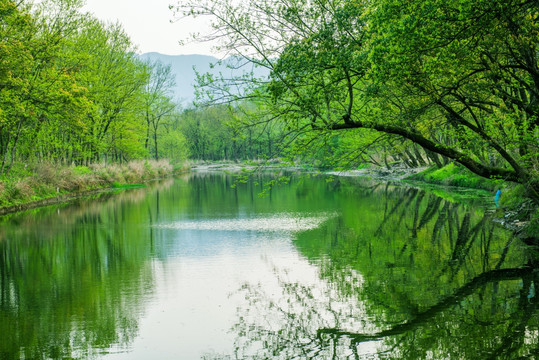 绿树林 湖泊 倒影