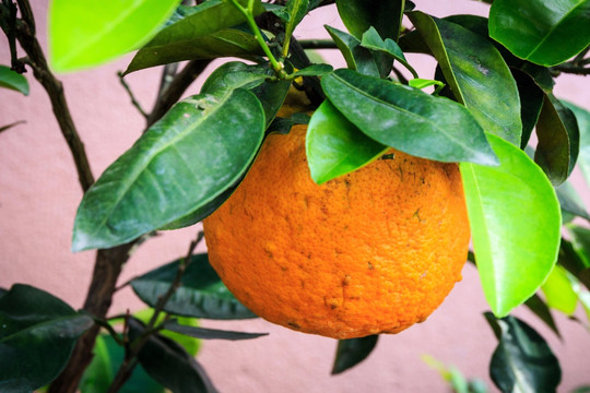 树上橘子