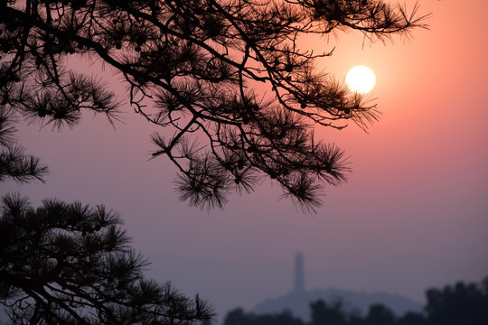 树梢太阳