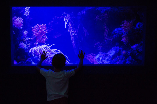 水族馆里的鱼