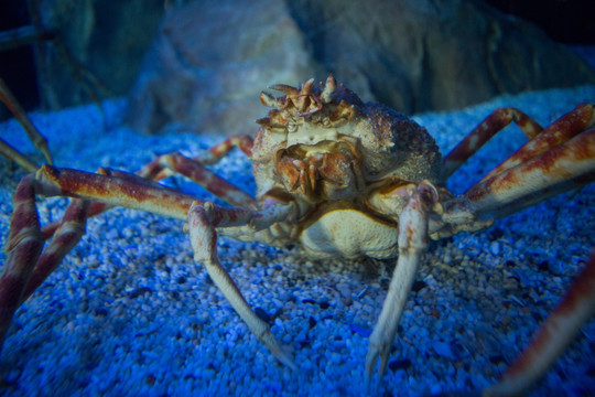 水族馆里的螃蟹