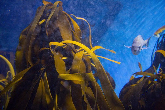 水族馆的海洋生物