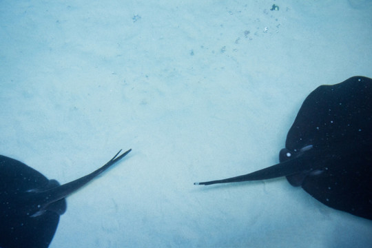 水族馆里的鱼