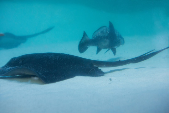 水族馆里的鱼