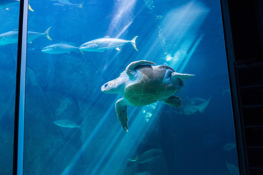 水族馆里的海龟