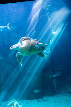 水族馆里的海龟