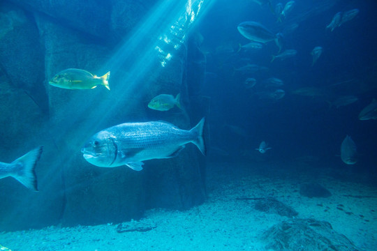 海洋生物