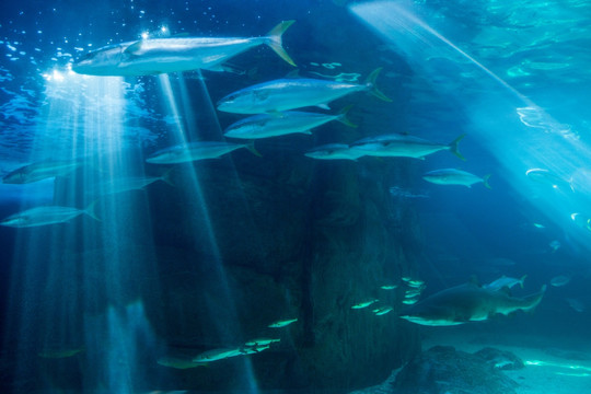 水族馆里的鱼