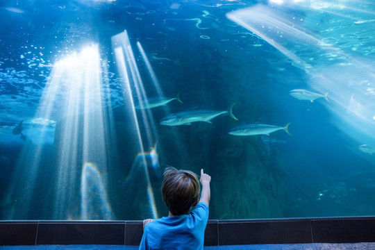 水族馆的海洋生物