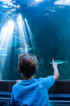 在看水族馆里的鱼的男孩