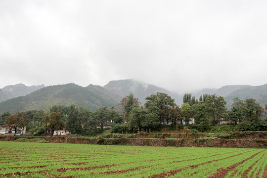 麦田