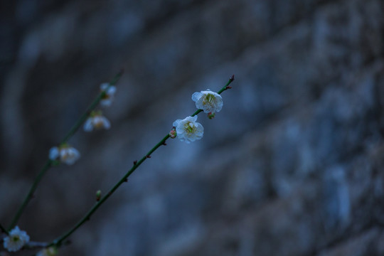 梅花