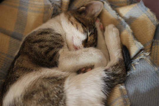 猫咪抱团睡觉