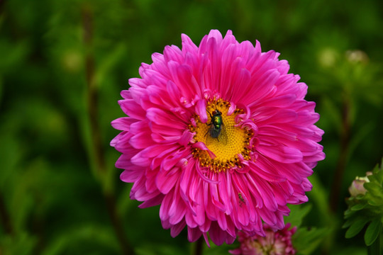 鲜花