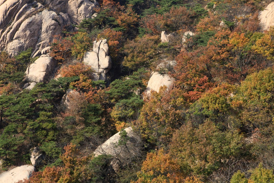 五莲山层林尽染秋 色彩斑斓迷人