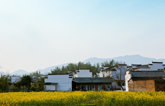 屏山村 油菜花