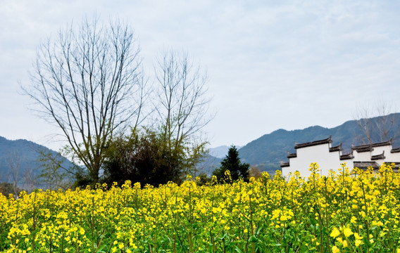 乡村风光 马头墙 油菜花