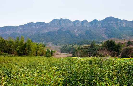 茶树 茶园