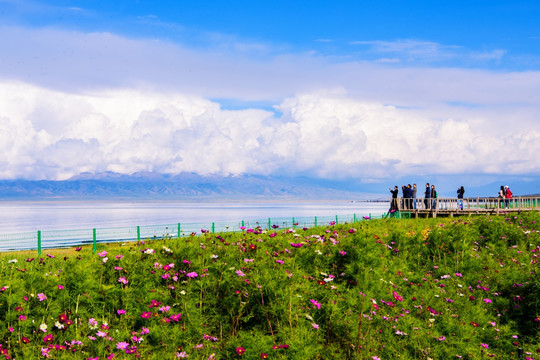 青海湖风光