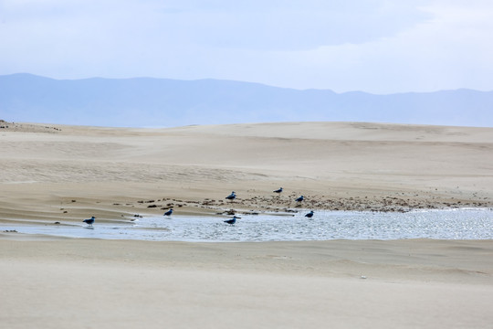 青海湖金沙湾沙漠风景