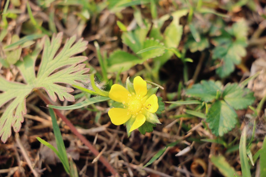 黄色小花 野花