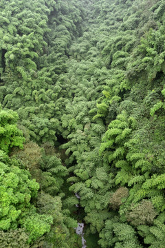 高山峡谷 竹海竹林 茂密森林