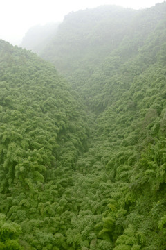 高山峡谷 竹海竹林 茂密森林