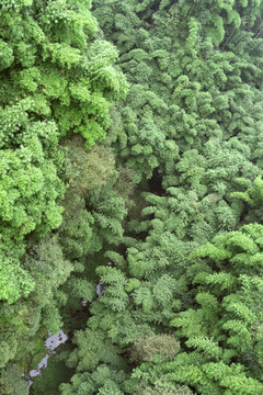 高山峡谷 竹海竹林 茂密森林