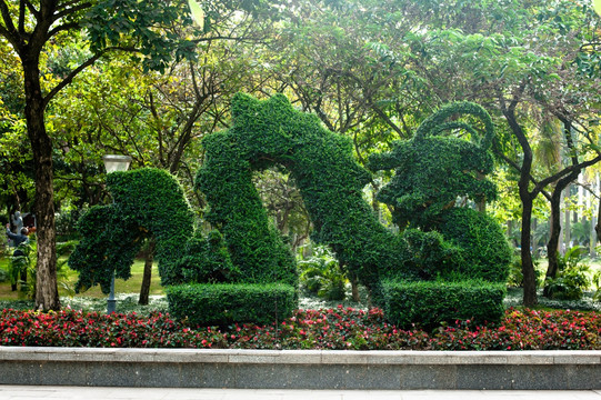 龙 植物龙造型 盆景