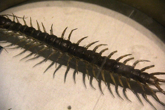 陕西自然博物馆 蜈蚣标本