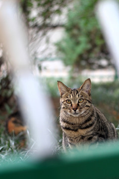 花猫特写