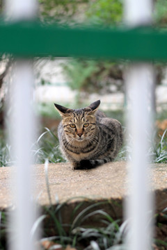 趴着的猫