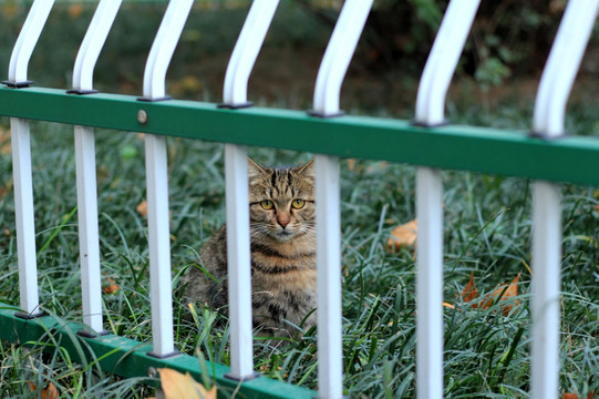 躲在围栏后的猫