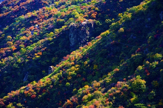 北京香山秋色