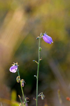 小花