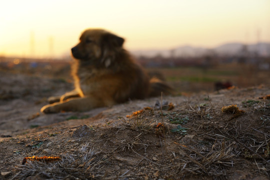 夕阳里的狗