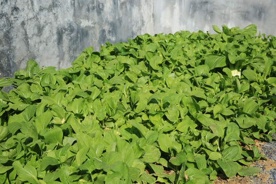 青菜 蔬菜 菜地 菜苗