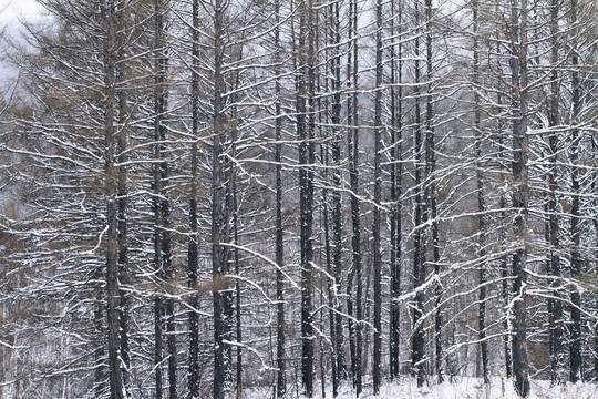 雪原松林