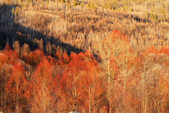 早春的紅柳風景
