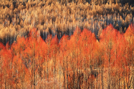 早春的紅柳風景