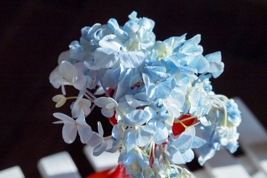 蓝色花朵 紫阳花