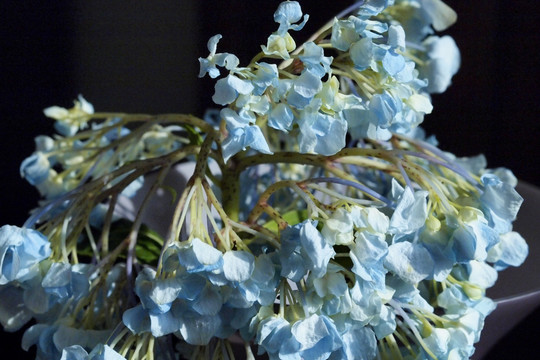 紫阳花 植物