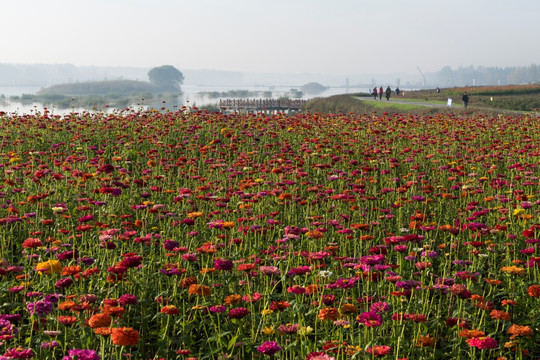 花海