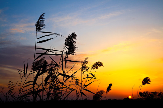 夕阳下的芦苇