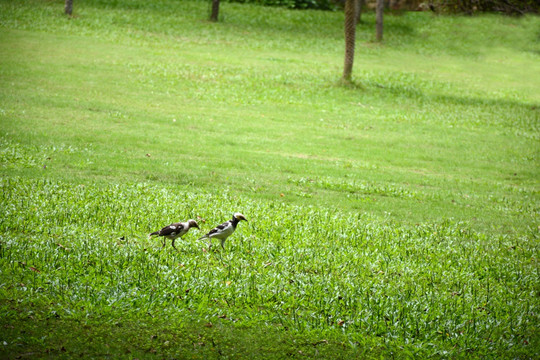 草地 上的情侣鸟