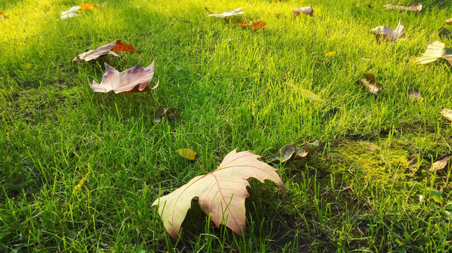 草坪与落叶