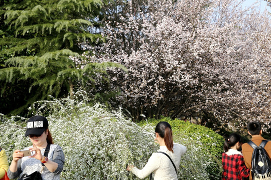 赏花的游人