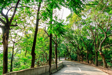 林间小路